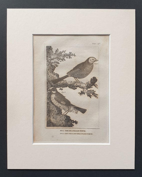 The Brasilian Finch and The Frizled Brasilian Finch - Original 1812 Buffon print in mount (94)
