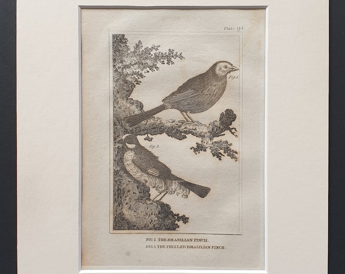 The Brasilian Finch and The Frizled Brasilian Finch - Original 1812 Buffon print in mount (94)