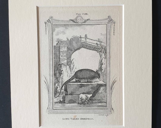Original 1791 Buffon print in mount - Long Tailed Armadillo