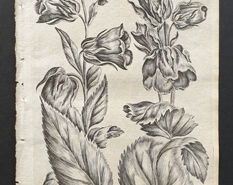 Broad Leaved and Throatwort Bellflower (Campanula) - Original 1802 Culpeper engraving (21)