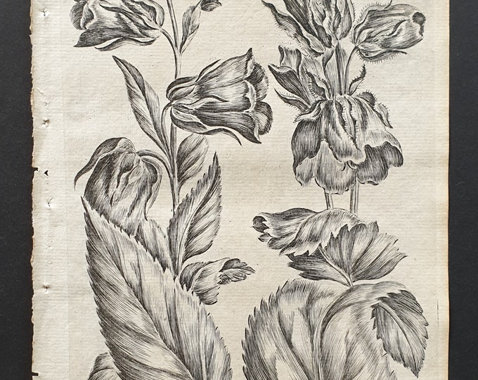 Broad Leaved and Throatwort Bellflower (Campanula) - Original 1802 Culpeper engraving (21)