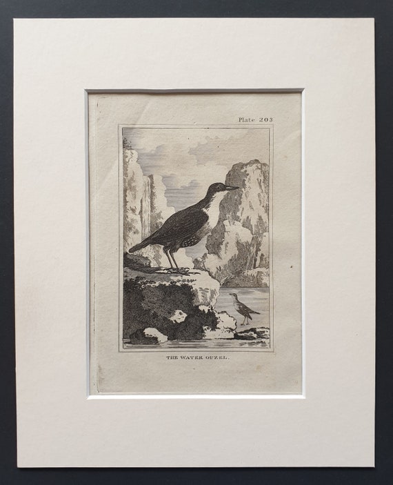 The Water Ouzel -  Original 1812 Buffon print in mount (203)