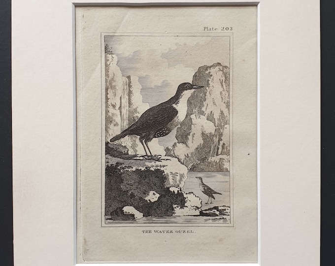 The Water Ouzel -  Original 1812 Buffon print in mount (203)