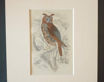 Long Eared Owl - Original c1840 hand coloured bird print in mount