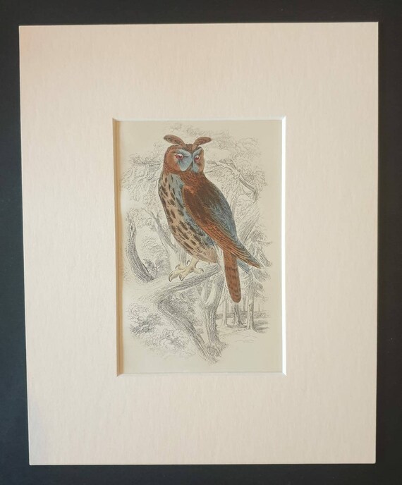 Original c1840 hand coloured bird print in mount - Long Eared Owl