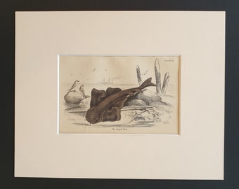 The Angel Fish - Original c1860 hand coloured fish print in mount