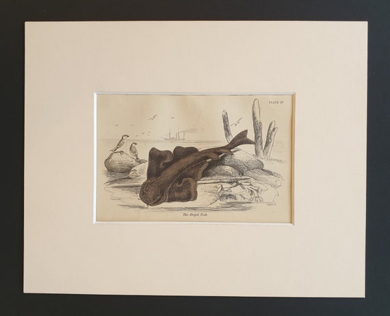 The Angel Fish - Original c1860 hand coloured fish print in mount