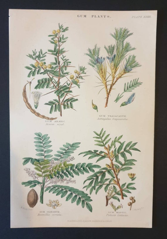 Original 1877 The Vegetable  Kingdom print - Gum Plants