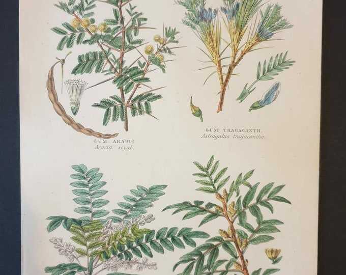 Original 1877 The Vegetable  Kingdom print - Gum Plants