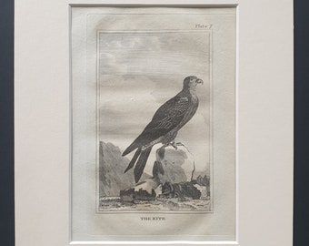 The Kite - Original 1812 Buffon print in mount (7)