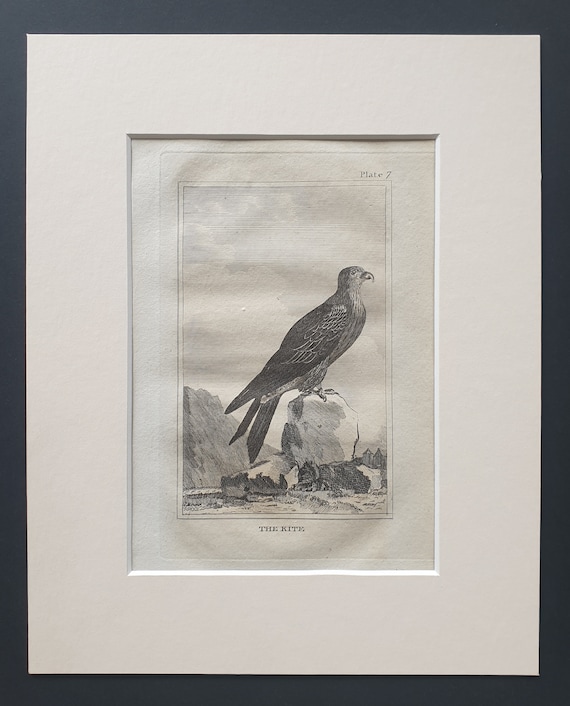 The Kite - Original 1812 Buffon print in mount (7)