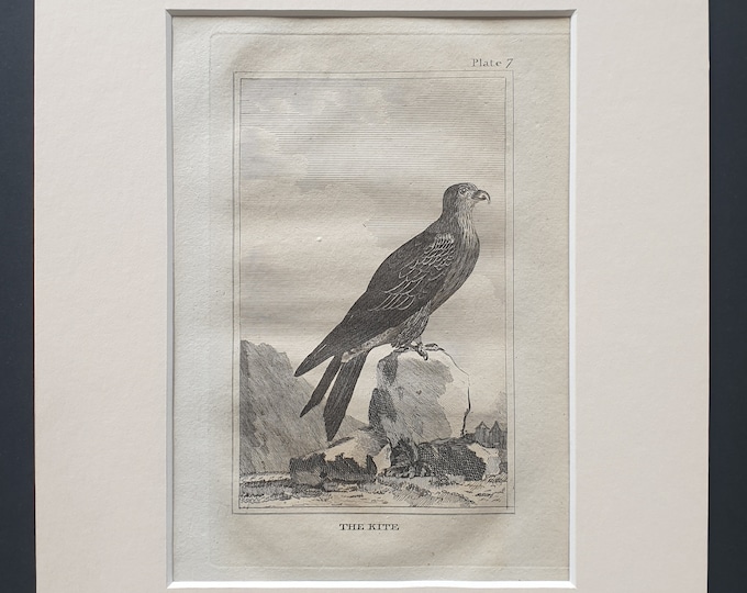 The Kite - Original 1812 Buffon print in mount (7)