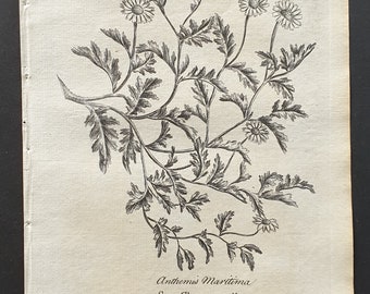 Sea Chamaemile - Original 1802 Culpeper engraving (32)