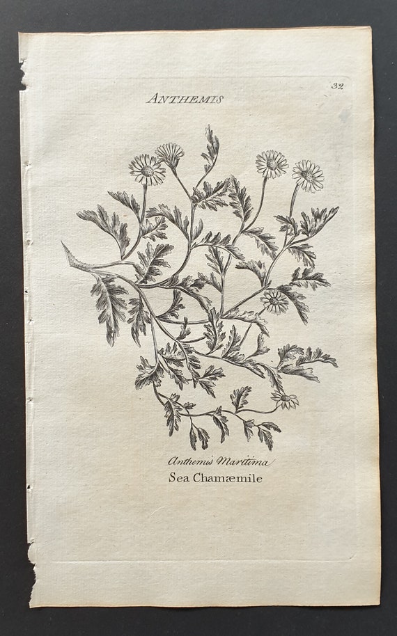 Sea Chamaemile - Original 1802 Culpeper engraving (32)