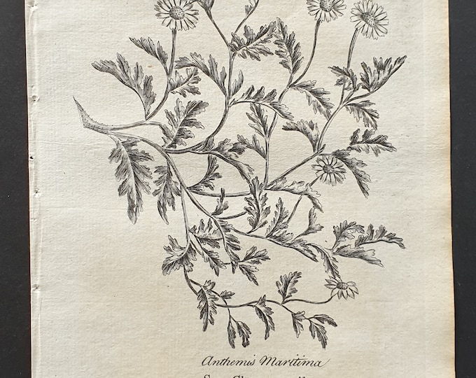 Sea Chamaemile - Original 1802 Culpeper engraving (32)
