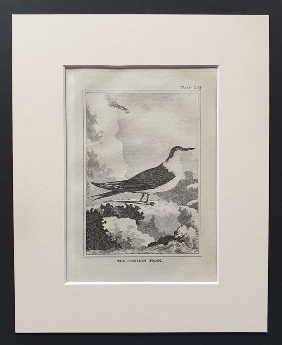 The Common Tern -  Original 1812 Buffon print in mount (219)