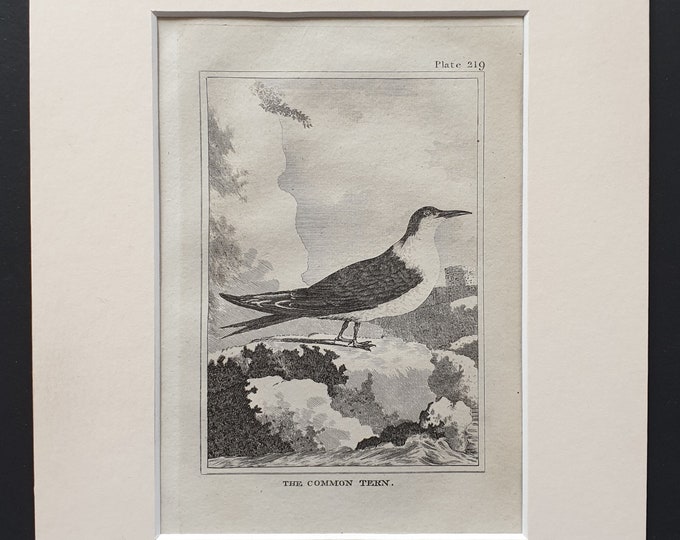 The Common Tern -  Original 1812 Buffon print in mount (219)