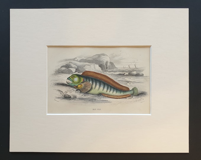 Wolf Fish - Original c1860 hand coloured fish print in mount
