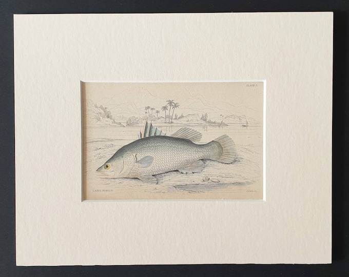 Original 1843 hand coloured fish print in mount - The Lates of the Nile