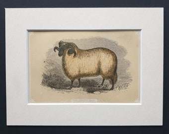 The Heath Ram - Original 1851 John Tallis woodblock print