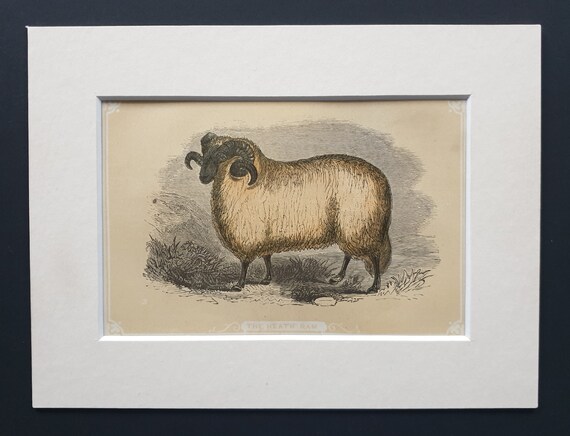 The Heath Ram - Original 1851 John Tallis woodblock print