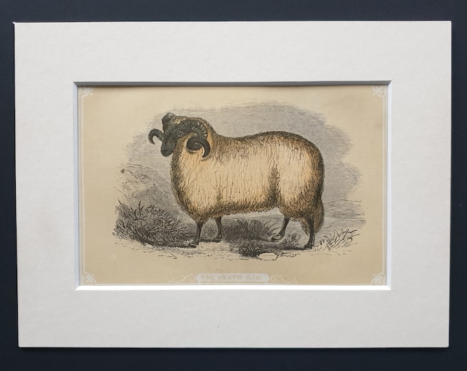 The Heath Ram - Original 1851 John Tallis woodblock print