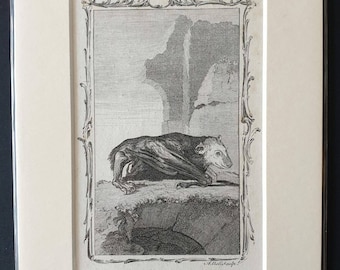 Ternat Bat - Original 1792 Buffon print