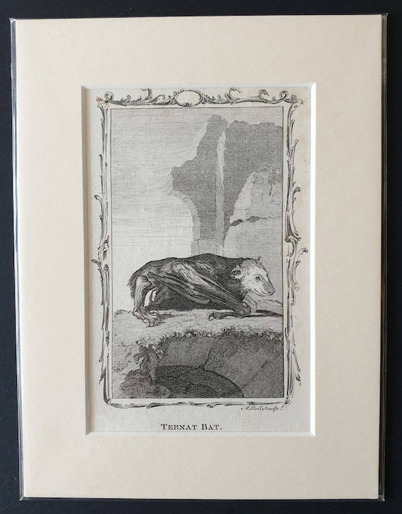 Original 1792 Buffon print - Ternat Bat