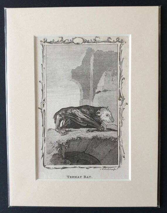 Original 1792 Buffon print - Ternat Bat