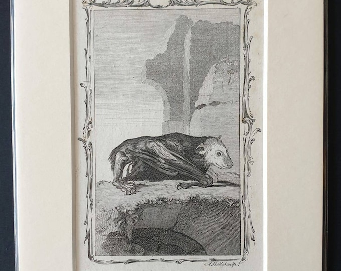 Original 1792 Buffon print - Ternat Bat