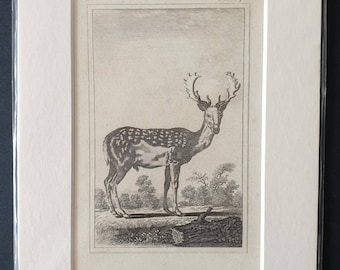 Original 1812 Buffon print - Fallow Deer