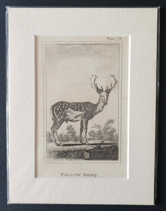 Original 1812 Buffon print - Fallow Deer