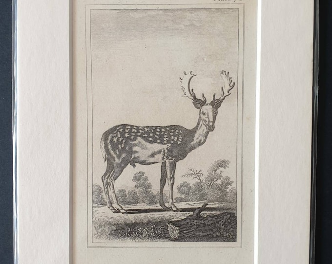Original 1812 Buffon print - Fallow Deer