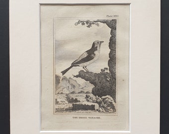 The Small Tanagre - Original 1812 Buffon print in mount (100)
