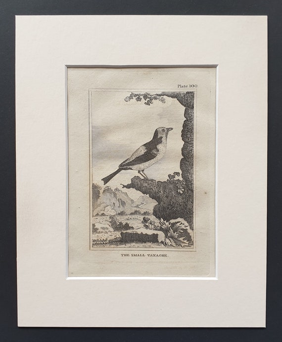The Small Tanagre - Original 1812 Buffon print in mount (100)