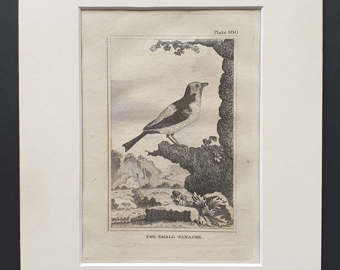 The Small Tanagre - Original 1812 Buffon print in mount (100)
