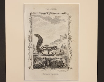 Barbary Squirrel - Original 1791 Buffon print in mount