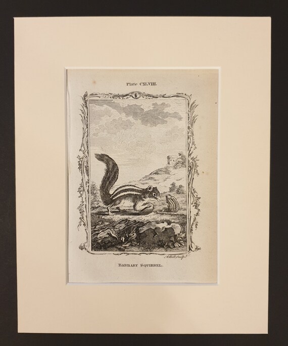 Barbary Squirrel - Original 1791 Buffon print in mount