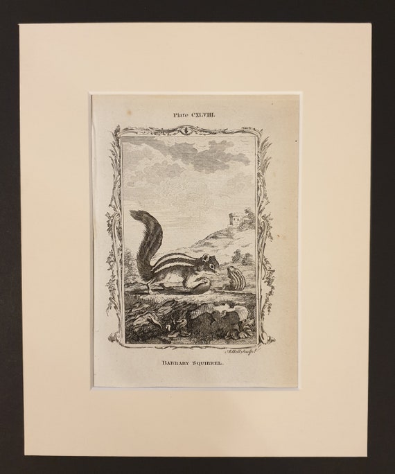 Barbary Squirrel - Original 1791 Buffon print in mount