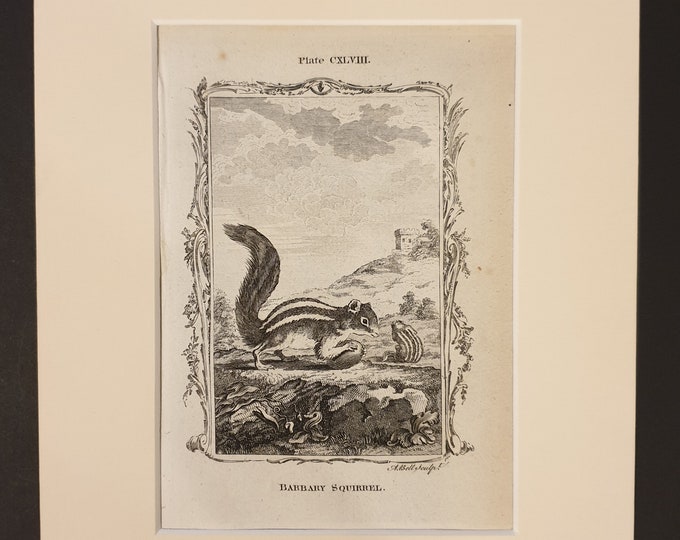 Barbary Squirrel - Original 1791 Buffon print in mount
