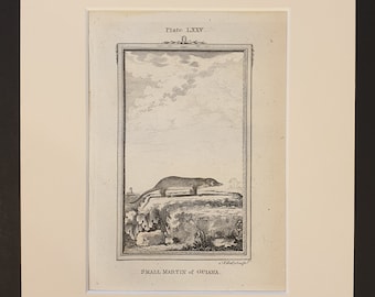Small Martin of Guiana - Original 1791 Buffon print in mount