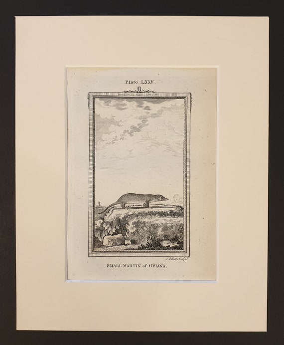 Small Martin of Guiana - Original 1791 Buffon print in mount