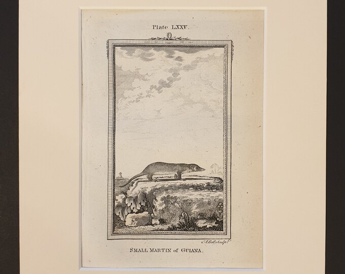 Small Martin of Guiana - Original 1791 Buffon print in mount