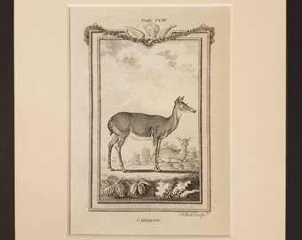 Cariacou - Original 1791 Buffon print in mount