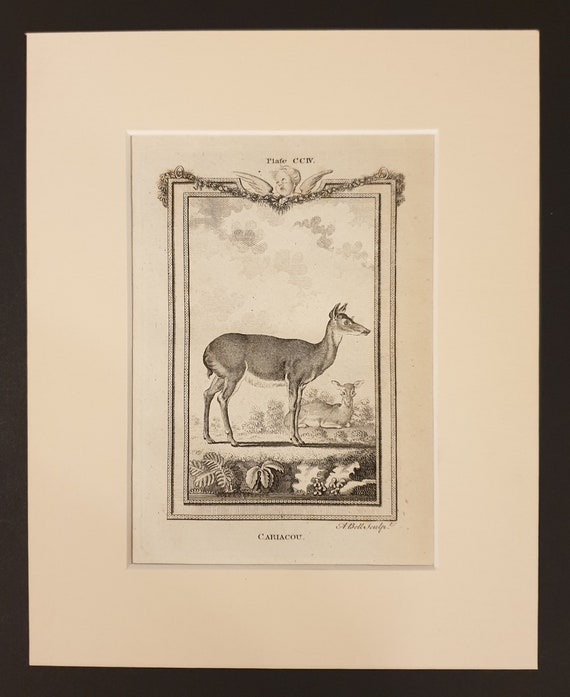 Cariacou - Original 1791 Buffon print in mount