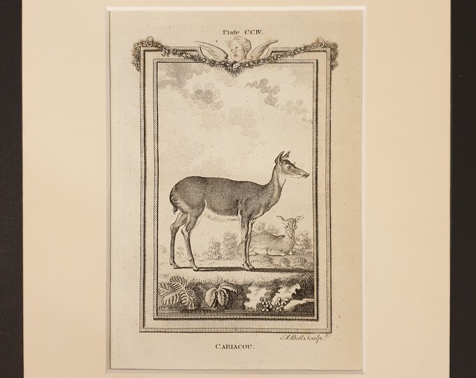 Cariacou - Original 1791 Buffon print in mount