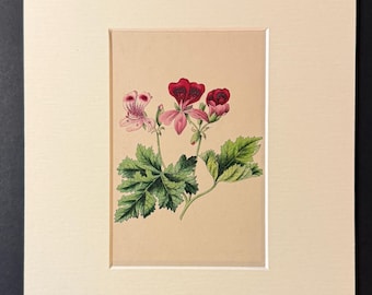 The Geranium - Original 1840 Hand Coloured Print