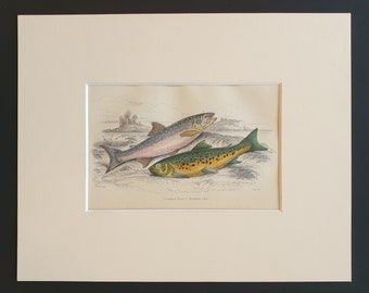 Common Trout, Northern Char - Original c1860 hand coloured fish print in mount