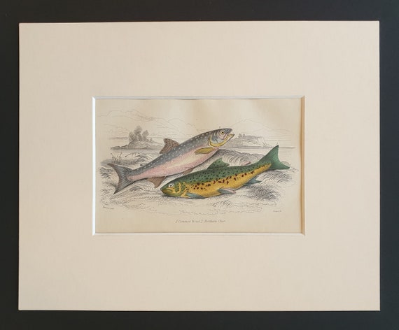 Common Trout, Northern Char - Original c1860 hand coloured fish print in mount