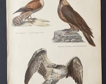 Falcom / Vulture / Eagle - Original c1860's hand coloured Museum of Natural History print